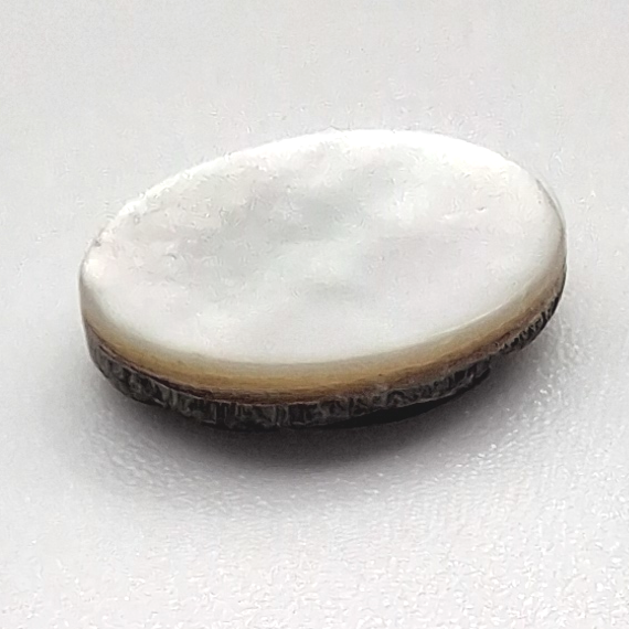 White 8mm round shell cabochon viewed from the side, with a flat polished top and a unfinished lower edge.