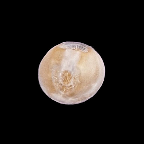 Glass channel shank frosted shell button back.