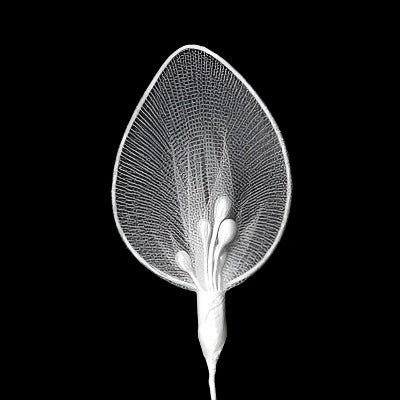 Wire ornament with a lily design using nylon and pearl peps, on a black background.