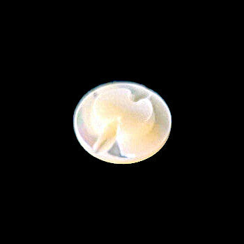 Back view of a troca shell button showing the carved self-shank stem and natural iridescent shell surface, centered on a black background.
