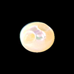 Back view showing the carved tunnel shank opening and natural shell contour, centered on a black background.